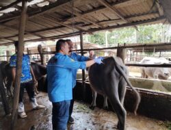 Berikan Vaksinasi Kerbau di 8 Desa, Kecamatan Pampangan Tujuan Untuk Selamatkan Kerbau dari Kepunahan.